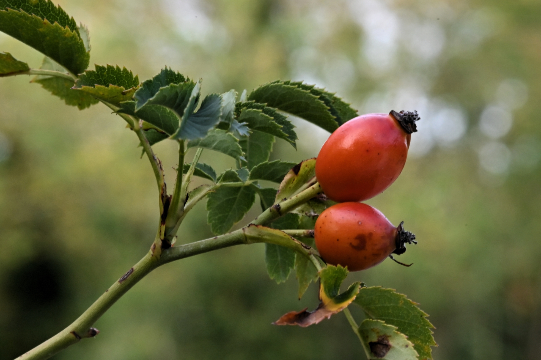 Rosehip fruit on a branch
