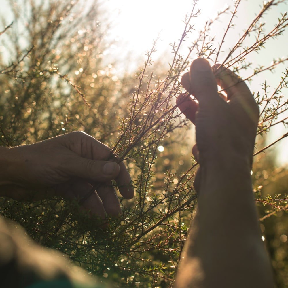 Hands touching the mānuka oils plant