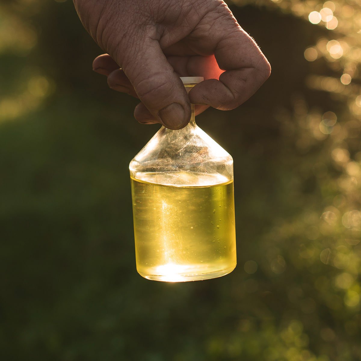 Bottle of manuka essential oil with anti-fungal properties