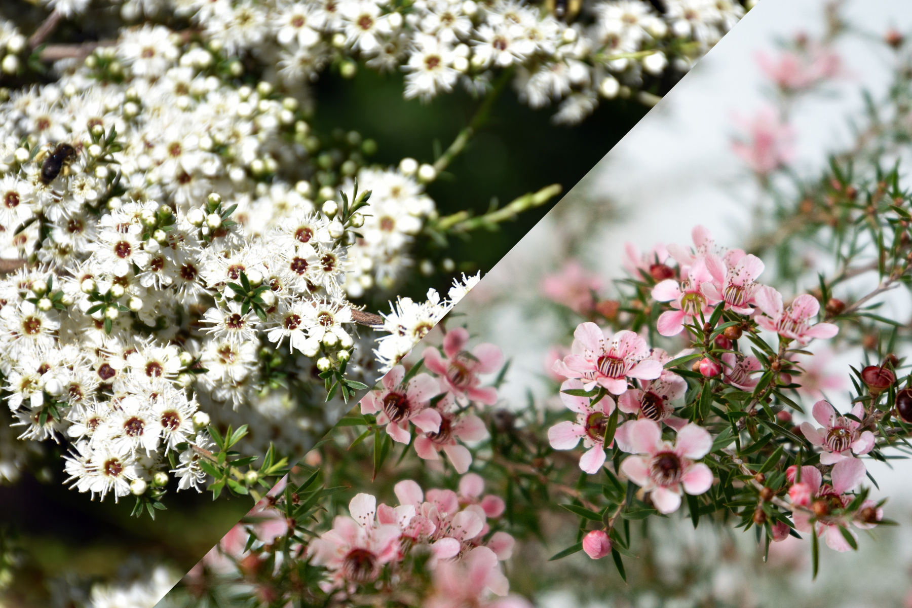 Mānuka and kānuka flowers