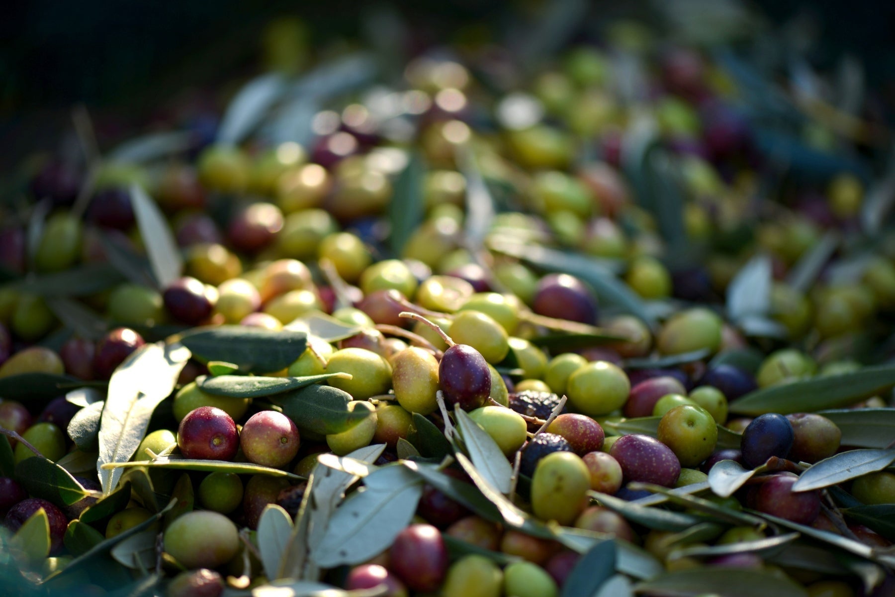 A pile of red and green olives