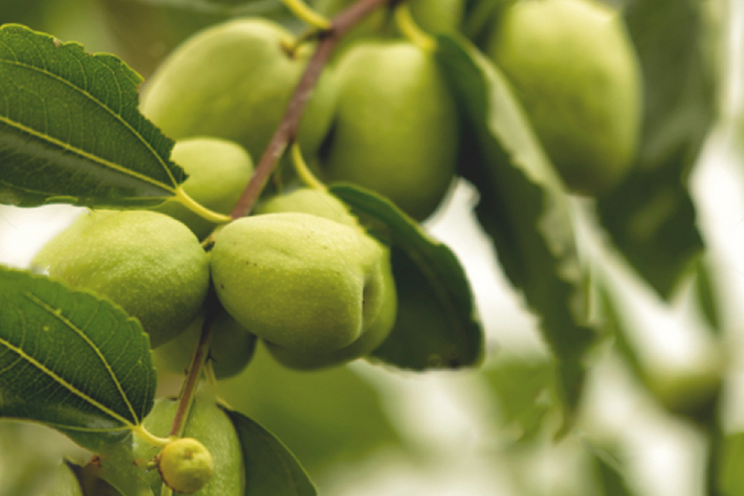 Kakadu plum plant