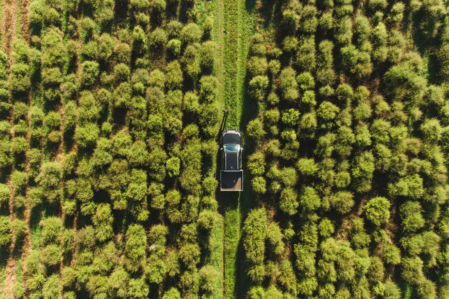 5 Million Mānuka Trees Planted To Date